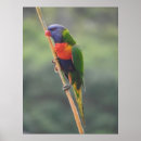 Search for rainbow lorikeet Nature