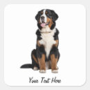 Search for mountain dog stickers Breed