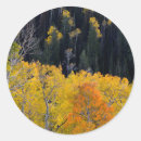 Search for conifer stickers Colour