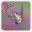 Search for ruby throated hummingbird stickers Animal