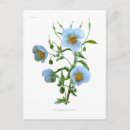 Recherche de pavot bleu cartes postales Botanique