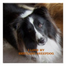 Recherche de sheltie posters Noël