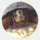 Search for box turtle stickers Animals