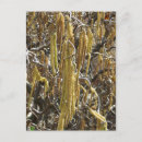 Search for pod postcards Seed