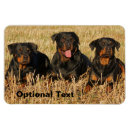 Search for pack magnets Animal