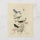 Recherche de moineaux cartes postales Illustration