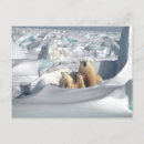 Search for cub postcards Arctic