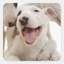 Search for bull terrier stickers Animal