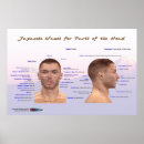 Recherche de tête humaine posters Corps