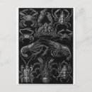 Recherche de ernst cartes postales Haeckel