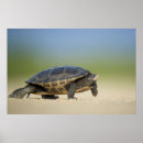 Search for tortoise shell posters Animal