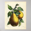 Recherche de vintage vegetable posters Plant