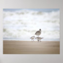 Search for sandpiper art Photography