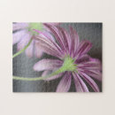 Recherche de rayure florale photographie Rose