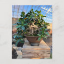 Recherche de bonsai tree cartes postales Arbre
