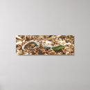 Recherche de salamander posters Animal