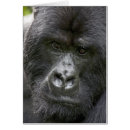 Recherche de gorilles montagne cartes postales Primate