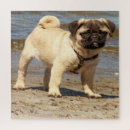 Search for dog breeds puzzles Pet