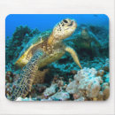 Search for turtle mousepads Chelonia