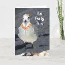 Recherche de mouettes invitations Oiseaux