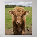 Search for cattles posters Scotland