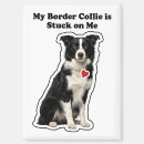 Recherche de chien de border collie magnets Amoureux des chiens