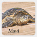 Recherche de maui autocollants Tortue