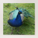 Search for regal puzzles Wildlife