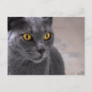 Recherche de beaux yeux cartes postales Chat