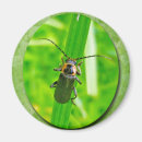 Search for beetle bug magnets Nature