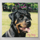 Search for rotty posters Puppy