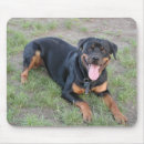 Recherche de rottweiler tapis souris Rottweiller