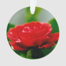 Search for red rose ornaments Flower