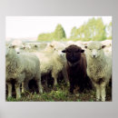 Search for black sheep of the family posters Cute