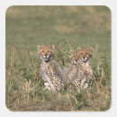 Search for wildcat stickers Baby