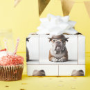 Search for bulldog wrapping paper Birthday
