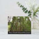 Search for muir woods postcards California
