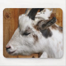 Recherche de chèvre tapis souris Fermes