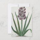 Search for hyacinth invitations Flower