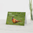 Search for pheasant cards Feathers