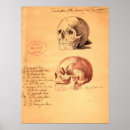 Search for human skulls posters Antique