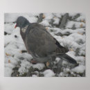 Search for wood pigeon posters Wildlife