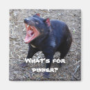 Search for devil magnets Animal