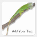 Recherche de iguana stickers Animal
