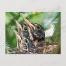 Search for hatching horizontal postcards Nest