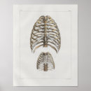 Recherche de cage thoracique posters Anatomie