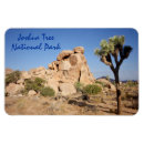 Search for tree magnets Joshua tree national park