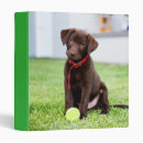 Search for play ball binders Dog