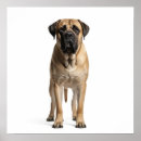 Search for mastiffs art Dog