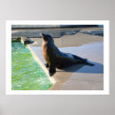 Recherche de wildlife posters Sea
